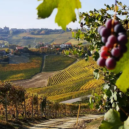 Il Piccolo Vigneto